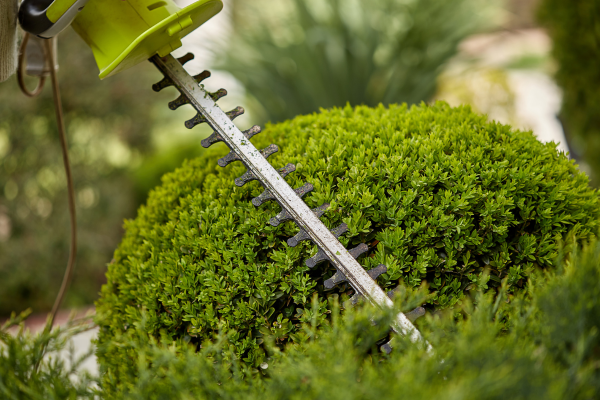 Hedge trimmer cutting the hedges